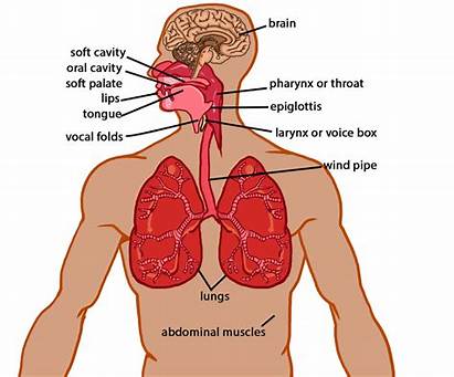 Vocal Cord Human Voice System Sound Respiratory