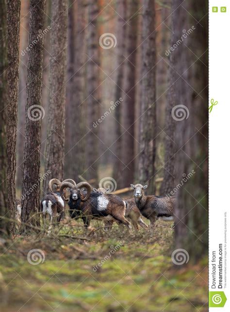 Big European Moufflon In The Forest Stock Photo Image Of Background