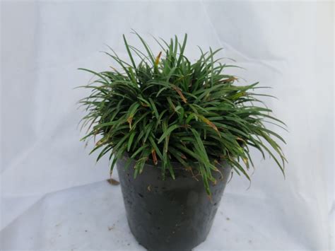 We did not find results for: Grasses | Terrascape