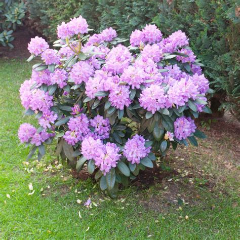 Die meisten haben ihre erwachsene größe erreicht, wenn sie 15 jahre alt sind. Rhododendron schneiden » Wann & wie macht man das?