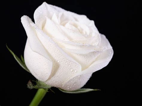 137 Wallpaper Hd White Rose Pictures Myweb