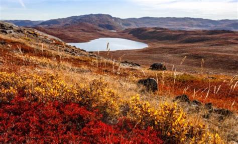 Características De La Tundra Tipos Clima Flora Y Fauna Ecología