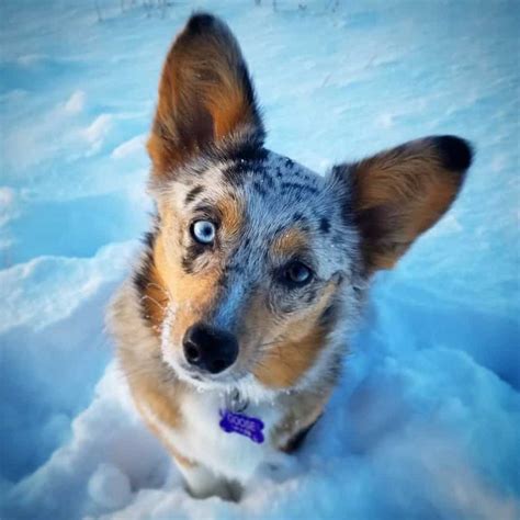The cost of a welsh corgi usually varies depending on several factors. Australian Shepherd Corgi Mix 🐕 | Vet Reviews | 3 Reasons ...