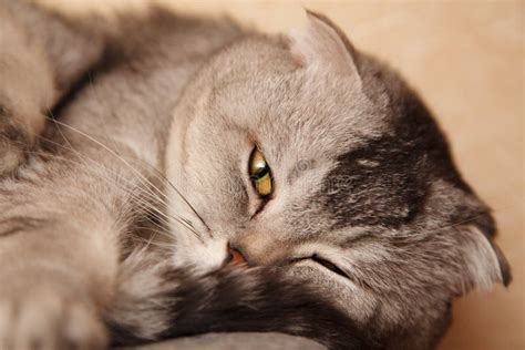 Grey Tabby Cat Sleeping Stock Photo Image Of Domestic 106415104