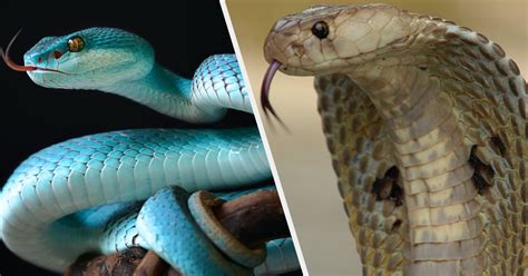 Como As Cobras Enxergam