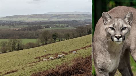 Sighting Undoubtable Big Cat Spotted In Shropshire Puma Watch