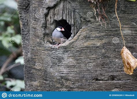 Cute Java Sparrow Sitting In A Tree Hollow Stock Image Image Of Cute