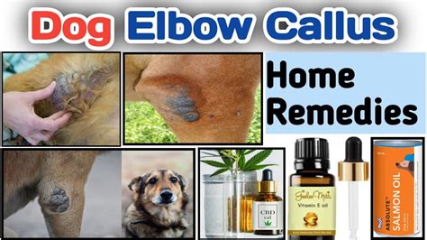 Dog Elbow Callus Treatment Dog Elbow Becomes Dark Hair Fall