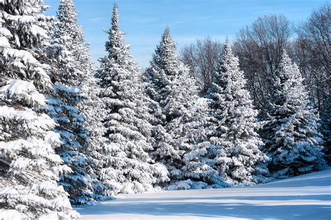 Michigan Nut Photography Winter In Michigan Snowy Balsalm Fir Trees