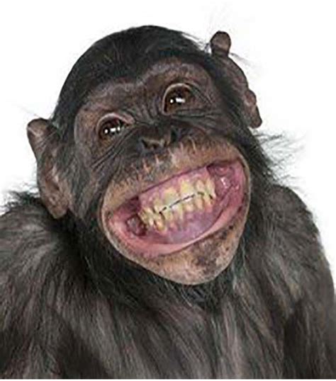 Funny Animals Laughing 100 Time Monkeys Funny Smiling Animals
