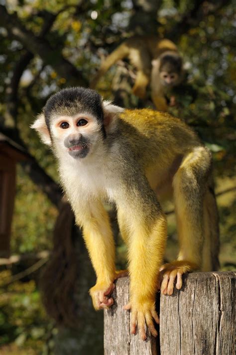 Common Squirrel Monkey Animals In South America Ree Park Safari