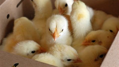 Easter Chicks Are Adorable Salmonella Spreaders