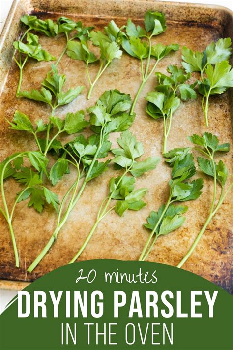 We did not find results for: How to Dry Parsley in the Oven | Recipe in 2020 | Drying ...