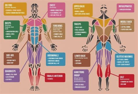 Human body outline, front, back and side, vector file set. Best Exercises Targeting Each Muscle Group Of The Body - Fitneass