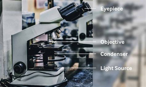 Brightfield Microscopy Applications And Advantages