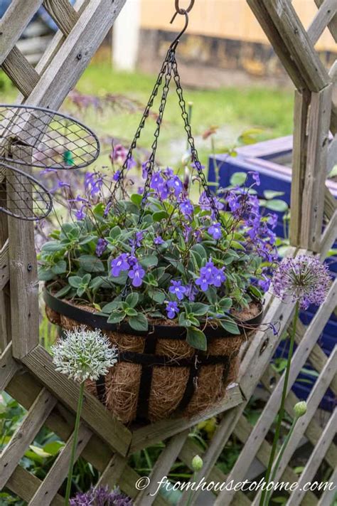 10 Best Blue Plants For Containers In The Shade Gardening From
