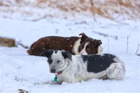 Dogs In A Storm Bedlam Farm