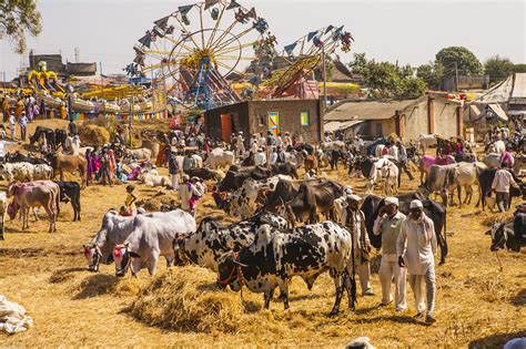 A Cattle Fair At A Rural Indian Market Sandeepachetans Travel Blog