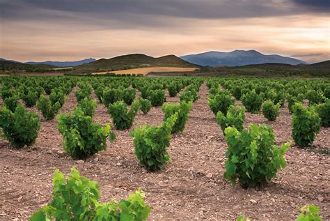 Garnachagrenache Quality Wines Of Spain And France