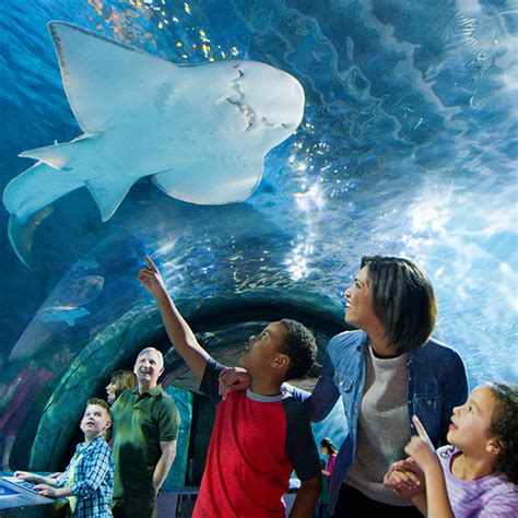 A newport aquarium annual pass lets you visit your fishy friends and explore your aquarium as often as you like for one full year! Surrounded By Sharks | Newport Aquarium