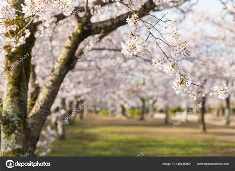 Sakura Cherry Blossom — Stock Photo © Torsakarin 145435409