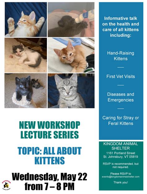 Workshop Series Kittens Kingdom Animal Shelter