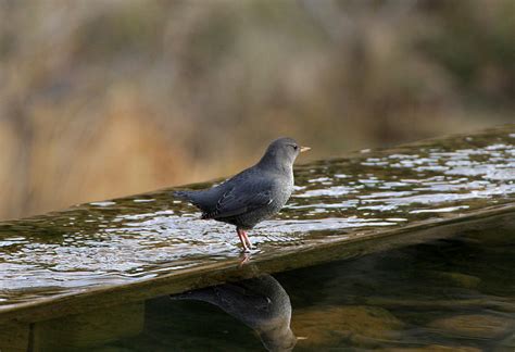 American Dipper Reflection Photograph By Lisa Campbell Fine Art America