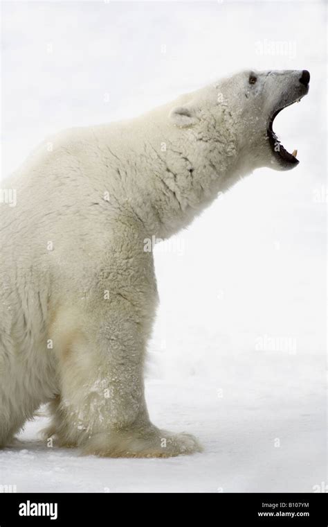 Aggressive Polar Bear Hi Res Stock Photography And Images Alamy