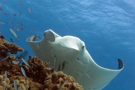 Wa Divers Asked To Upload Manta Ray Snaps For Science Uq News The