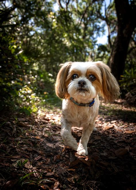 Dog Boarding & Daycare | Apollo Beach | Gibsonton | Ruskin | Sun City