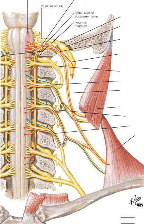See Also Plate - Spinal Nerve - RR School Of Nursing