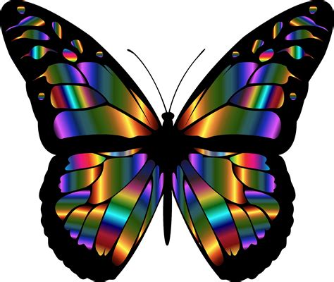 Colorful Butterflies Images Free Download On Clipartmag