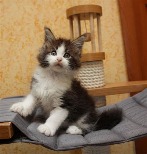 Beautiful registered persian kittens for sale. Maine Coon Cats For Sale | Pittsburgh, PA #220022