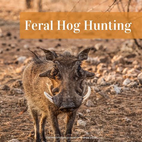 What Do I Need To Know Before Hunting Feral Hogs