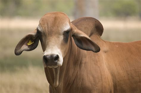 The brahman breed (also known as brahma) originated from bos indicus cattle from india, the sacred cattle of india. Brahman Stud Sales Calendar - Beef Central
