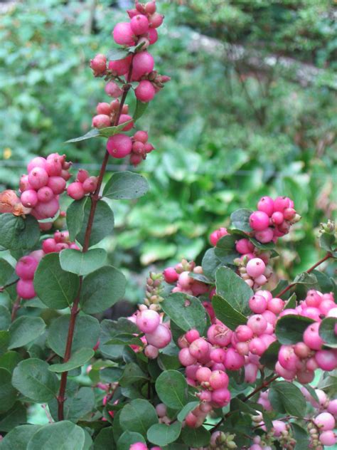 Pink Snowberries Shady Grove Susan Wright Flickr