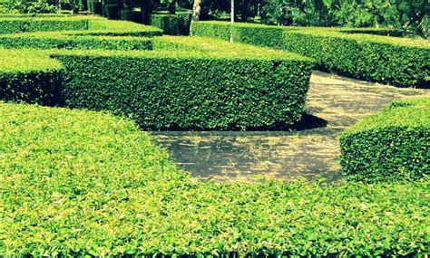 Namun, tidak semuanya cocok untuk diimplementasikan pada. Inspirasi Jenis Tanaman untuk Pagar Rumah