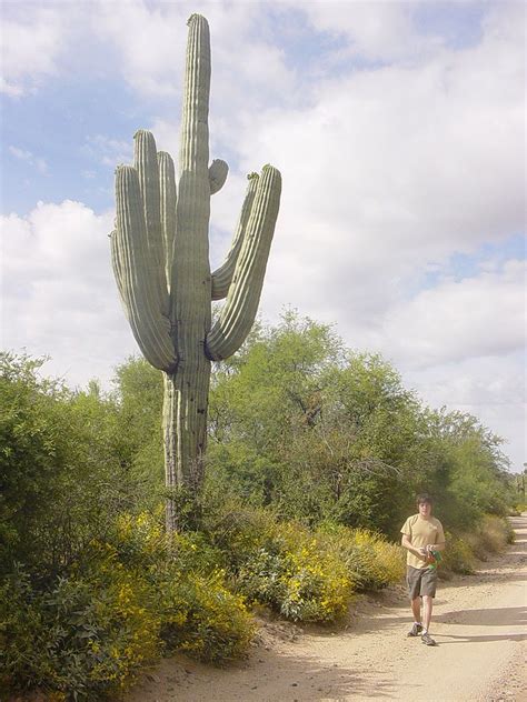 Saguaro Cactus Az Saguaro Wikipedia The Free Encyclopedia