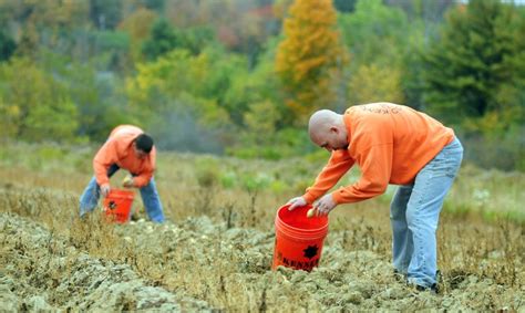 Inmates Turned Farmers A Program At Maines Kennebec County