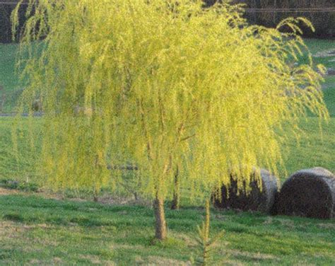Niobe Golden Weeping Willow Tree Seedling Fast Growing Trees Etsy