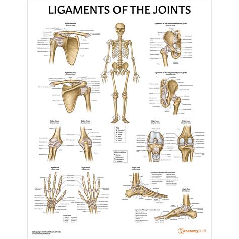 Ligaments Of The Joints Chart Ligament Poster Anatomical Chart