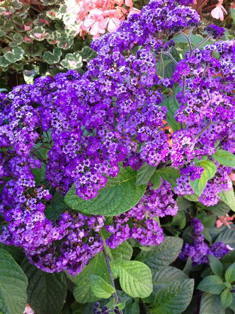 The flowers are on the outside of the plant, so hummingbirds can feed from them without hitting their wings against the. Heliotrope Is Often Found by Its Sweet Scent Rather Than ...