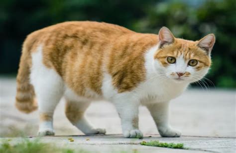 Obesidad En Gatos 5 Acciones Para Prevenirla La Casa Del Gato Gazzu