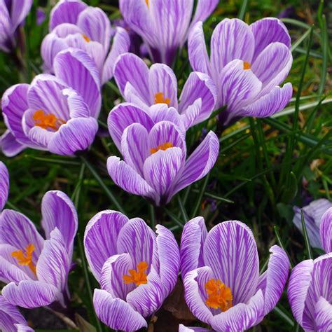 Perfect flower | Crocus, Purple, Flowers