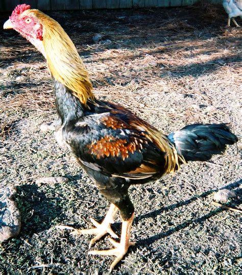Filesaipan Jungle Fowl Male Black Breasted Red Cock 001 The
