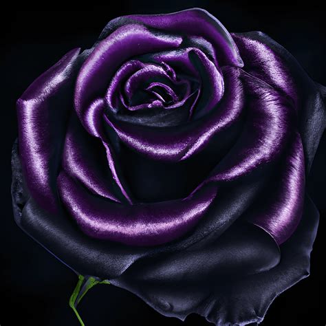 Dark Purple Roses Background