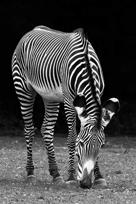 Black And White Zebra Free Stock Photo Public Domain Pictures