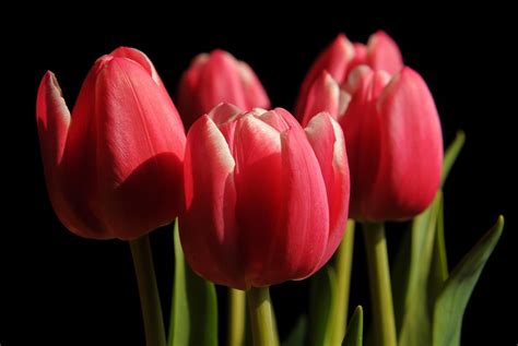 Close Up Shot Of Red Tulip Flower Hd Wallpaper Wallpaper Flare