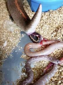 Fascinating Footage Watch How A Sand Boa Gives Birth