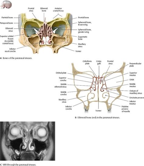 Anatomy Of Lower Jaw Bone